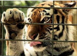 The law of the Republic of Armenia does not prohibit the use of animals as an entertainment