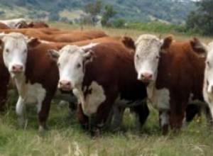 Ֆրանսիական ընկերությունը ներդրում կկատարի ՀՀ անասնապահության ոլորտում