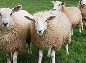 Հայաստանում  ներդրվելու է  «հալալ» մորթի մշակույթը