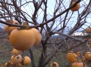 30 hectares of land for the fruit