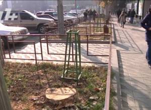 Мэрия срубила деревья и заменила их на новые