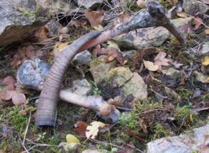 Վայոց ձորից  ահազանգեր  են հնչում որսագողության դեպքերի մասին. econews.am