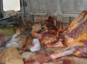 Предотвращена продажа конины