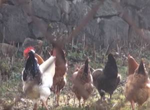 Սանահինում հավ պահողները քիչ են, ունեցողներն էլ ձուն չեն վաճառում՝ նույնիսկ թանկ գնով