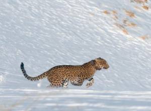 Լեռներում սատկել է Վիկտորյա անունով կովկասյան ընձառյուծը. econews.am