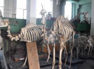 From mammals' skeletons to nature's unique anomalies