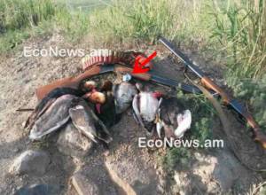 Ահազանգ. որսացել են շատ հազվագյուտ սպիտակագլուխ բադ. econews.am