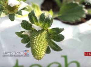 «Արտադրված է Արթիկում» պիտակով ելակը ՌԴ կհասնի