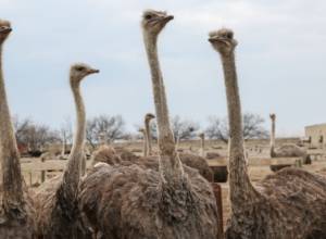 Արմավիրի մարզում թափ է առնում ջայլամաբուծությունը