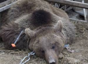 Медведь, содержащийся в одном из домов Верин Арташат,  находился в ужасных условиях