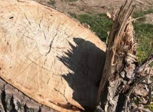 На территории,  прилегающей к городу Абовян, вырублены деревья