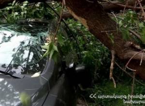 Ծառը ընկել է  Opel Astra G մակնիշի ավտոմեքենայի վրա