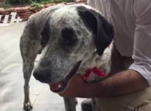 Չալոյի ջերմությունը բարձրացել էր, երբ Նիկոլ Փաշինյանին ձերբակալել էին