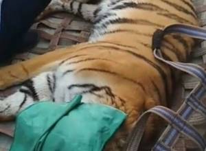 Тигра перемещают в Ереванский зоопарк