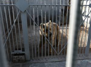 Manvel Grigoryan's bear taken to Yerevan Zoo