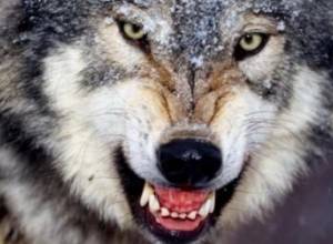 Умер 11-летний мальчик, пострадавший от нападения волка