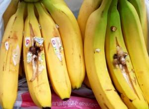 4 tablets in bunch of delivered bananas