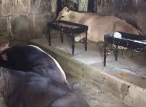 Շոգից փախած անասունները կրկին հանգստանում են Քոբայրավանքում