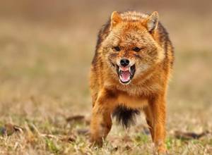 В Арцахе шакал напал на жительницу