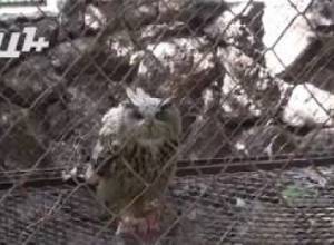 19 տարի անց վանդակից դուրս բերեցին