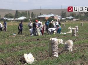 Shirak residents dissatisfied with potato harvest