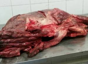 Գումի մսի վաճառքի կետերում հայտնաբերվել է ձիու մսի խմբաքանակ