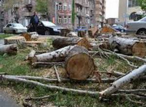 Мэрия обратилась в полицию по факту незаконного сруба деревьев