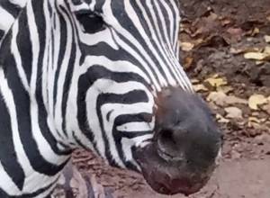 Zebra of Yerevan Zoo breaks its leg