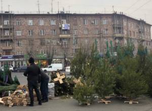 Елки привезены из Российской Федерации: Вруйр Пепанян