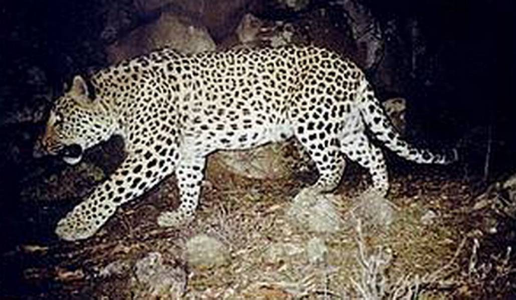 1_leopard_5_402491