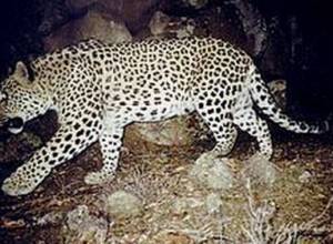 Government proposed to declare 2019 as year of leopard