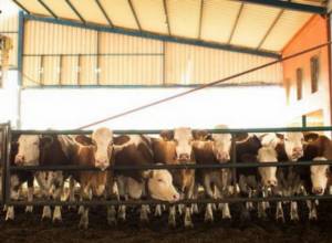 Պարենային մթերքների գնային ինդեքսը փետրվարին աճել է