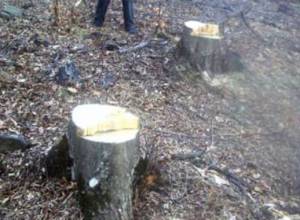 Не спортзал, а лесопилка