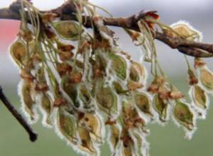 Обморожены сады