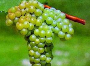 Температура повысится