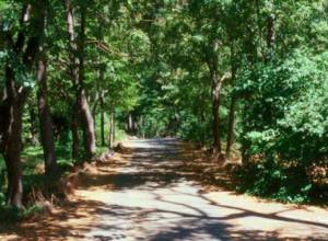 Труп в саду