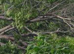 Дерево убрали