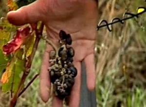 Дождь повредил виноградники