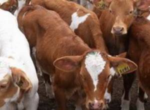 Саргсян опроверг слухи