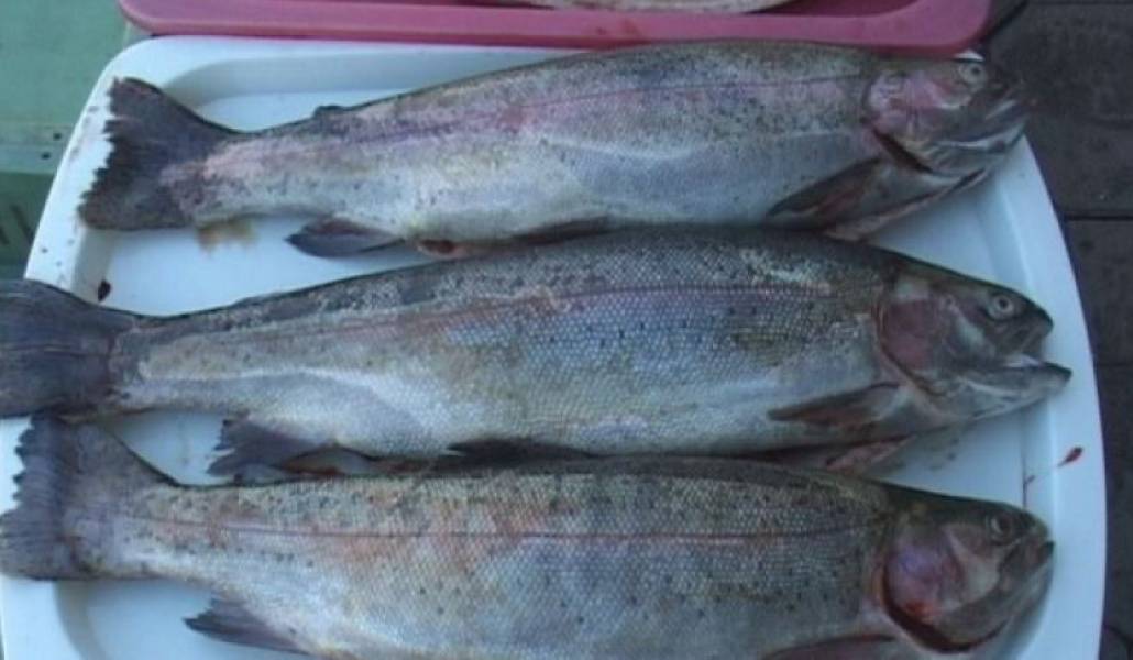Ишхан рыба в армении фото и описание