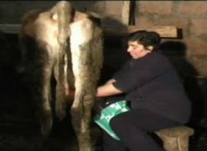 Село «держат» коровы