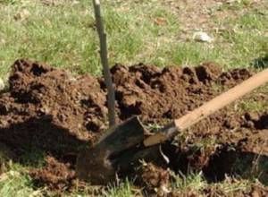 Патриарх посадит деревья