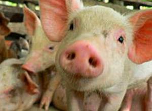 Заразились от корма