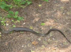 Змеи и укусы