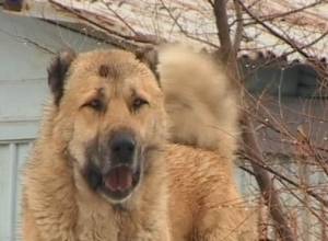 Собака покусала, а хозяева побили