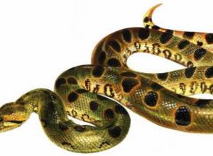 Змеи – “местные”