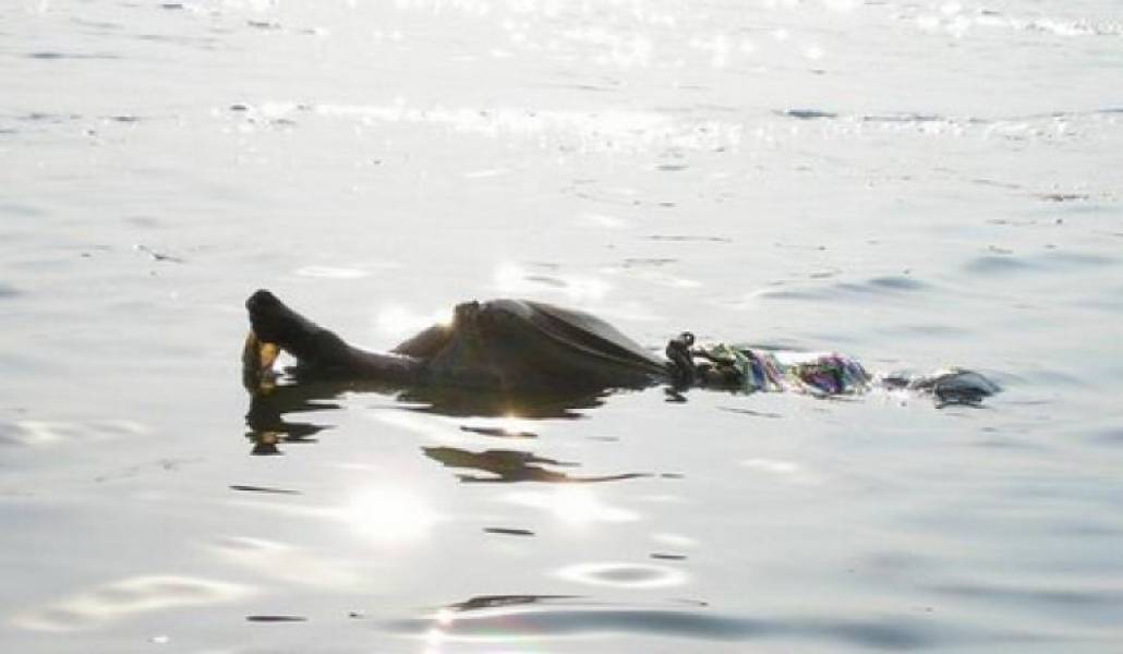 8c33616691a84fa9b0c2f25eabf6fa93