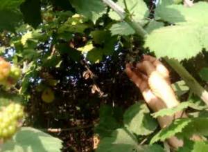 Большинство надеется на ежевику