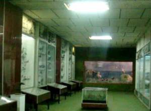 Экспонаты – на грани уничтожения