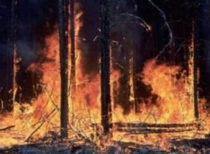 Сгорели деревья